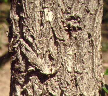 Ulmus pumila image