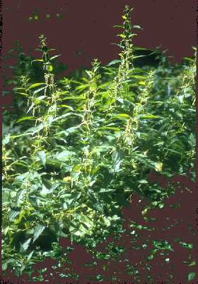 Urtica dioica image