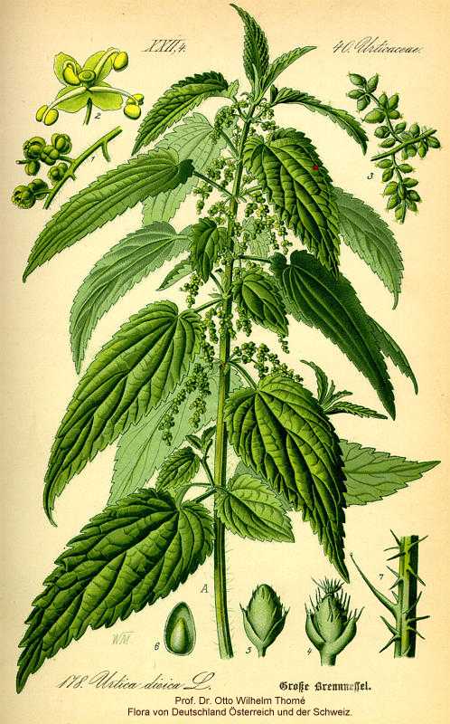 Urtica dioica image