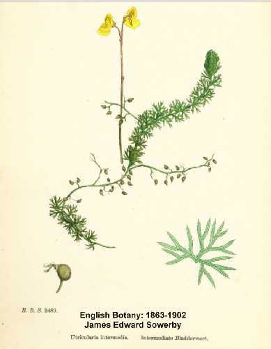 Utricularia intermedia image