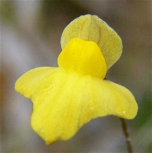 Utricularia subulata image