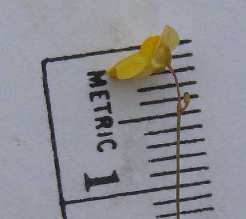 Utricularia subulata image
