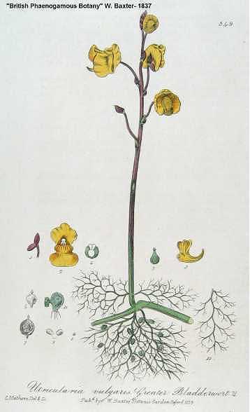 Utricularia vulgaris image