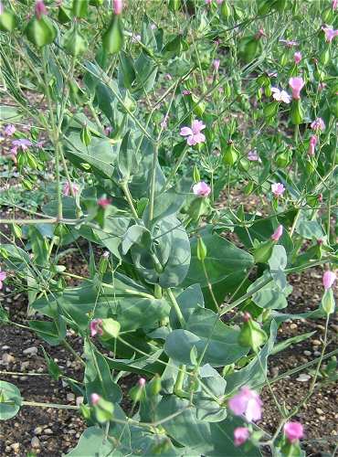 Vaccaria hispanica image