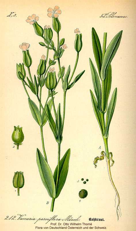 Vaccaria hispanica image