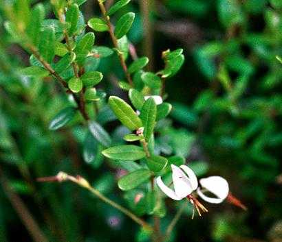 Vaccinium macrocarpon image