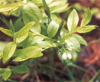 Vaccinium myrtilloides image