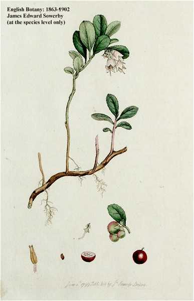 Vaccinium vitis-idaea image