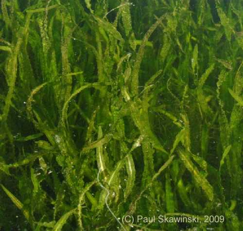 Vallisneria americana image