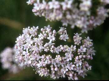 Valeriana officinalis image