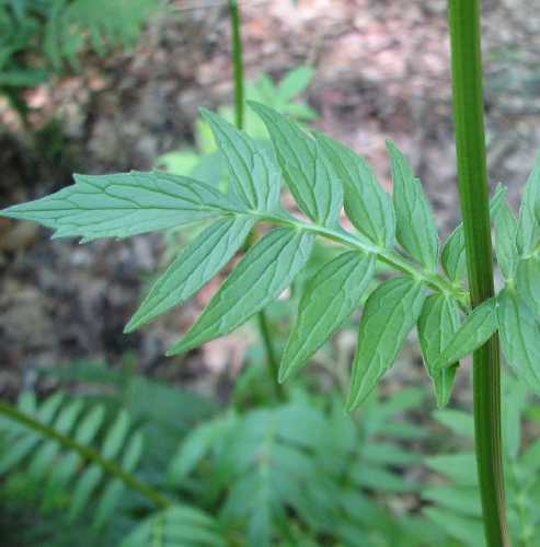 Valeriana officinalis image