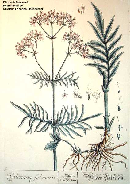 Valeriana uliginosa image