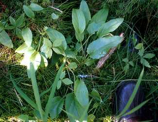 Valeriana uliginosa image