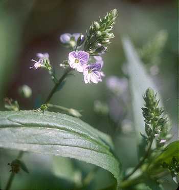 Veronica anagallis-aquatica image