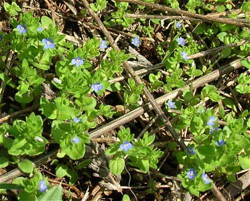 Veronica arvensis image