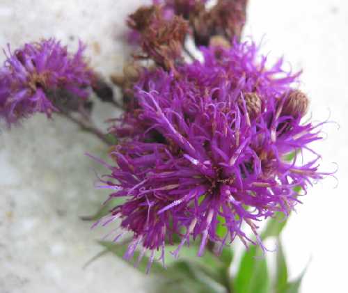 Vernonia baldwinii image