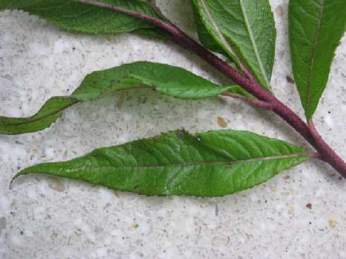 Vernonia baldwinii image
