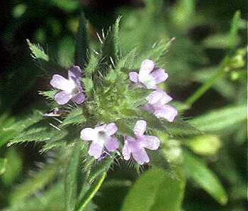 Verbena bracteata image