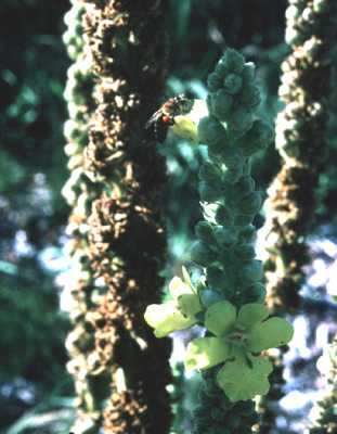 Verbascum densiflorum image