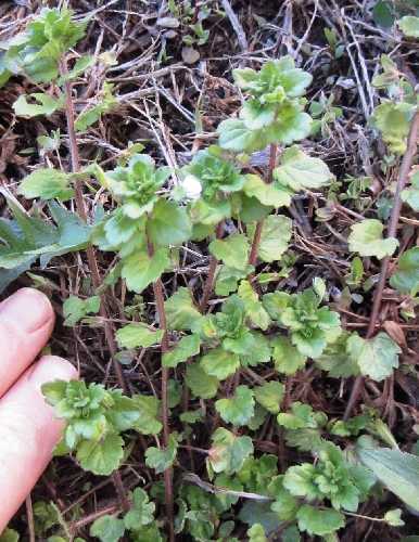 Veronica persica image
