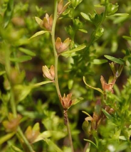 Veronica peregrina image