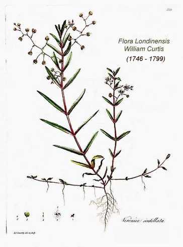 Veronica scutellata image