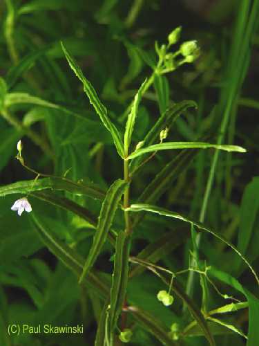 Veronica scutellata image