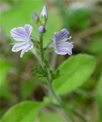 Veronica serpyllifolia image