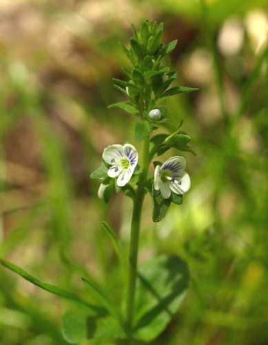 Veronica serpyllifolia image
