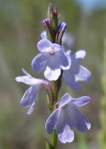 Verbena simplex image