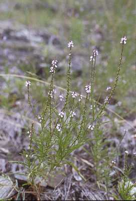 Verbena simplex image