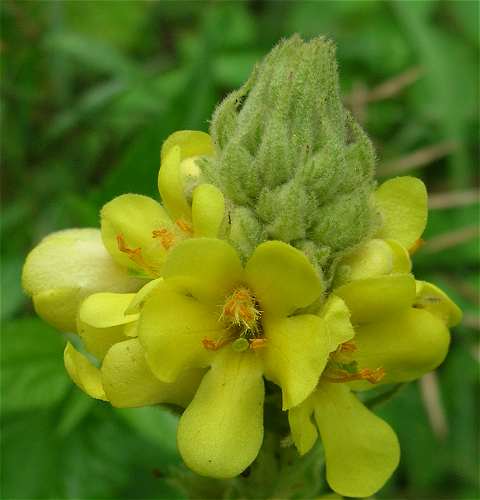 Verbascum thapsus image