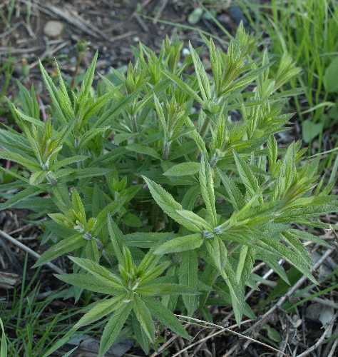 Veronicastrum virginicum image
