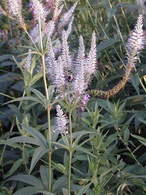 Veronicastrum virginicum image
