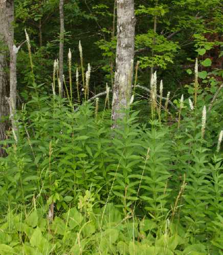 Veronicastrum virginicum image
