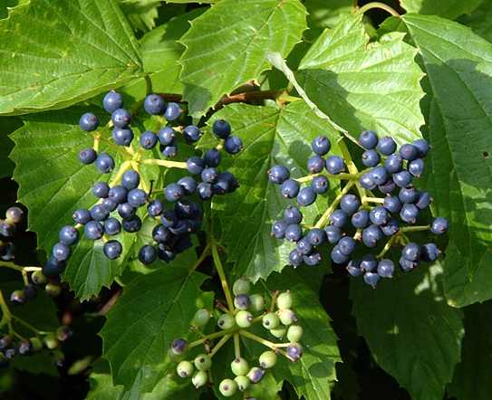 Viburnum dentatum image