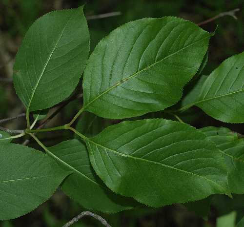 Viburnum lentago image