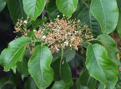 Viburnum lentago image