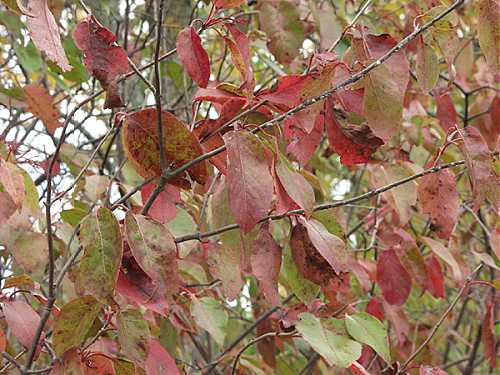 Viburnum lentago image