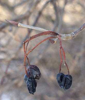 Viburnum lentago image