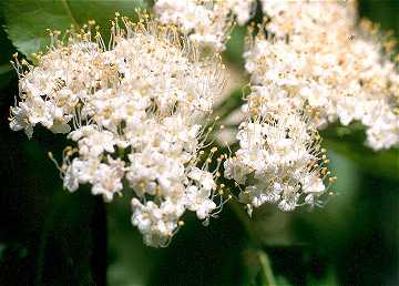 Viburnum lentago image