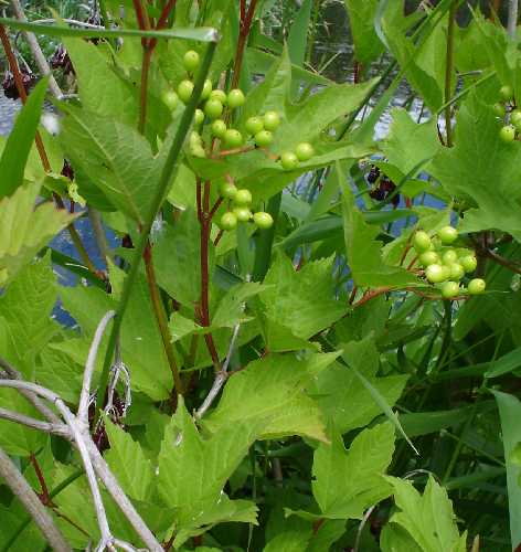 Viburnum opulus image