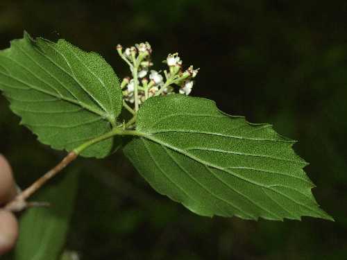 Viburnum rafinesquianum image