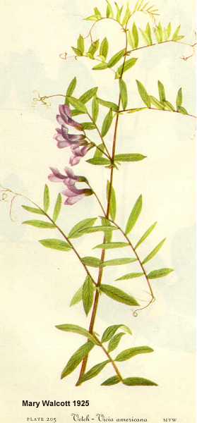 Vicia americana image