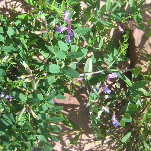Vicia americana image