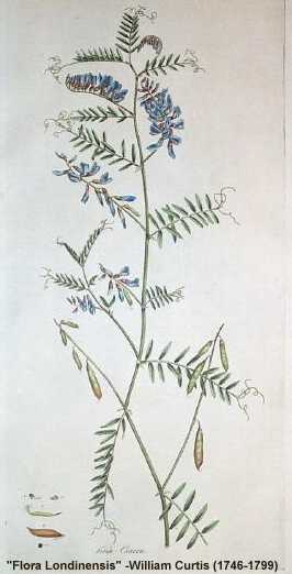 Vicia cracca image