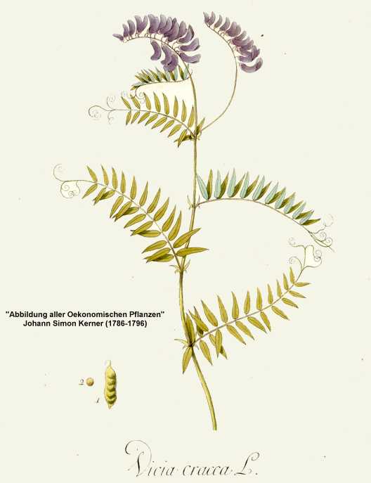 Vicia cracca image