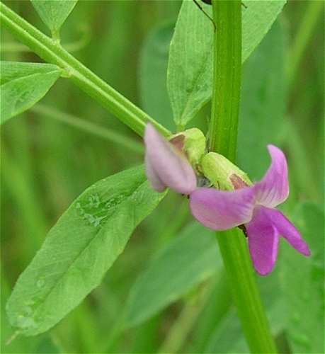 (linked from Vicia sativa subsp. nigra) Vicia image
