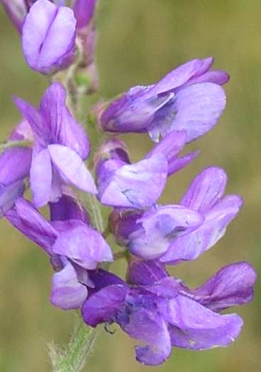 (linked from Vicia villosa) Vicia image