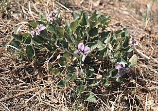 Viola adunca image